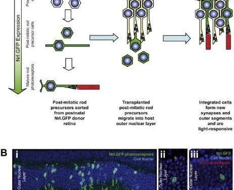 Avances en la reparación de la retina