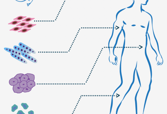 Base de datos para desarrollo embrionario, investigación con células madre y medicina regenerativa