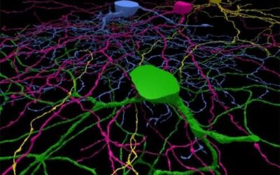 DMAE seca (III): la autofagia