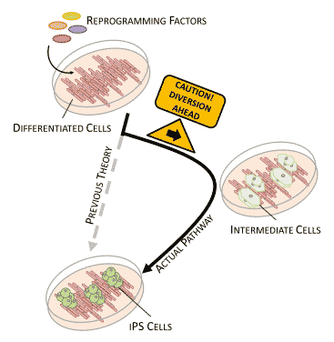 Comienza el estudio humano, el primero de este tipo, para el tratamiento de la DMAE con células madre