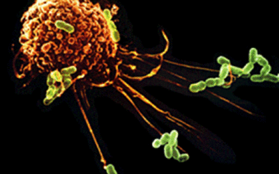 Una proteína del sistema inmune combate la degeneración macular