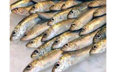 Ácidos grasos circulantes Omega-3 y riesgo de DMAE exudativa