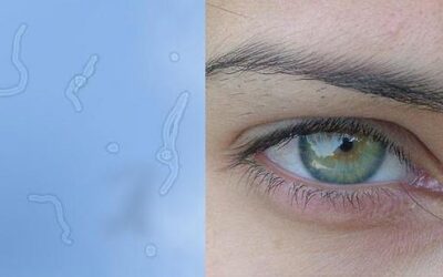 La física puede explicar las moscas volantes