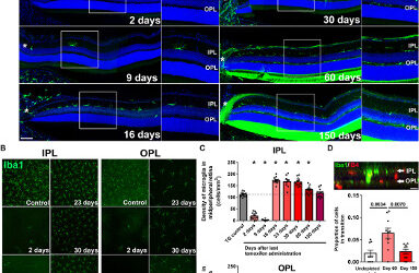 Células inmunológicas de la retina pueden regenerarse espontáneamente