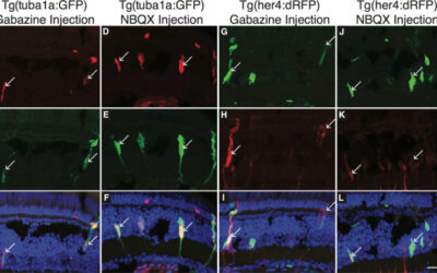 Regeneración de la retina en el pez cebra