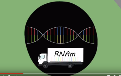SYL1801 solución tópica para la DMAE neovascular