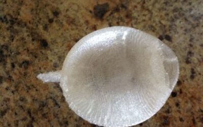 Bioimpresión en Europa: ¿realidad o ficción?