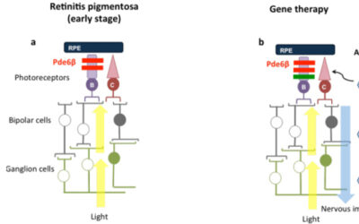 Terapia génica para el gen PDE6β