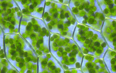 Genes diseñados a partir de algas para tratar Retinosis pigmentaria