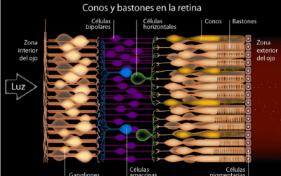 Conos y bastones