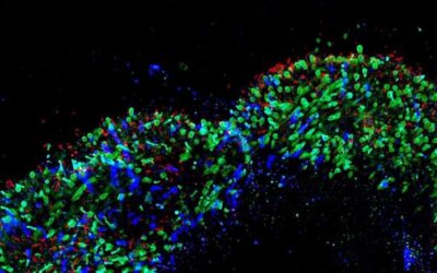 Cómo se desarrolla la visión del color
