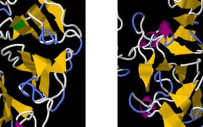 Características clínicas y genéticas de pacientes coreanos con Stargardt