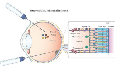 Con la inserción de un solo gen, ratones ciegos recuperan la visión
