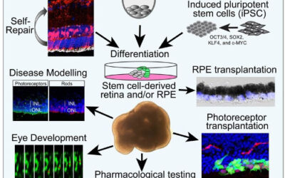 Células madre para la biología de la retina