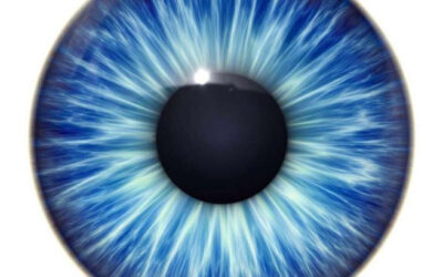 Cómo ven los animales