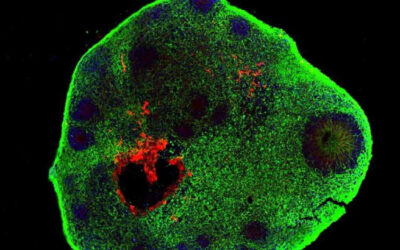 Producir células del epitelio pigmentario retinal