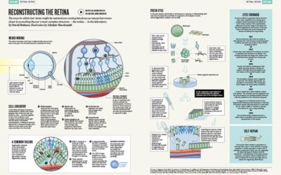 Reconstruyendo la retina