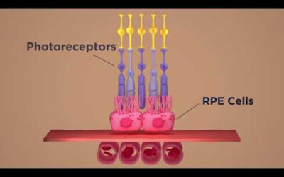 Recuperan fotorreceptores y previenen la ceguera en modelos animales con DMAE