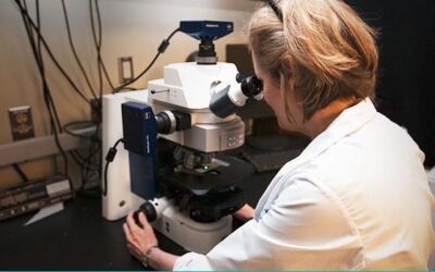 Descubriendo cómo restaurar la visión a través del trasplante celular