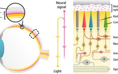 NAD+ y sirtuinas en enfermedades degenerativas de la retina