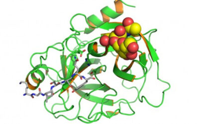 Datos preclínicos sobre el CB 2782-PEG para la DMAE seca