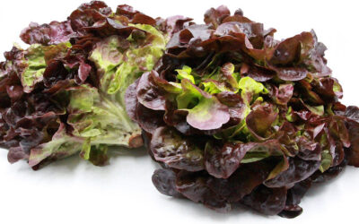 Salud y lechuga de hoja roja