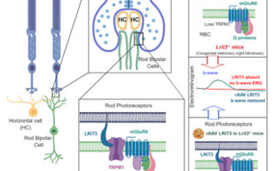 Terapia génica para restaurar función visual de personas con ceguera nocturna