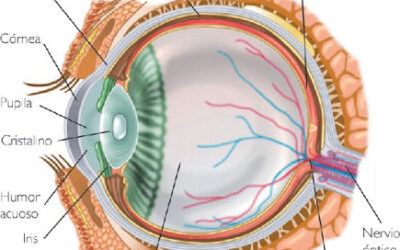 Qué es el humor vítreo