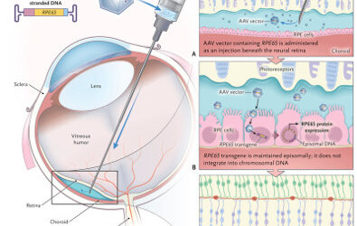 Eficacia seguridad y durabilidad de Luxturna en ensayos de fase 1 y 3