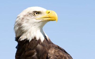 La vista como sentido más valioso