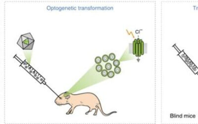 Restauración de la función visual mediante el trasplante de fotorreceptores con ingeniería optogenética