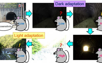 Investigadores descubren un interruptor de luz molecular en células fotorreceptoras