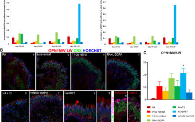 Optimizando la producción de fotorreceptores a partir de células hPSC