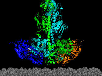 La enzima PDE6 clave para entender enfermedades hereditarias retinianas