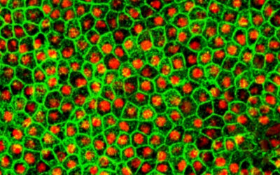 Nuevo método para tratar la ceguera mediante la producción de células de la retina