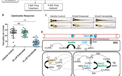 Emixustat y Stargardt: Nuevos descubrimientos sobre el reciclaje de la vitamina A y la visión diurna