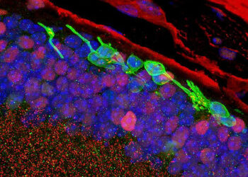 Investigadores recuperan la vista en ratones convirtiendo células de la piel en células oculares sensibles a la luz