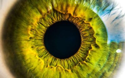 Modelado y rescate de la Retinosis Pigmentaria RP2 usando organoides de la retina derivados del iPSC