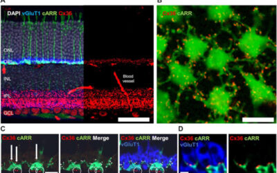 Descubren un paso crítico preliminar del proceso visual