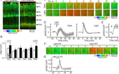Investigación sobre la ceguera nocturna