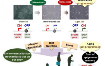 Las variaciones en las células envejecidas pueden controlar la salud y la aparición de enfermedades relacionadas con la edad