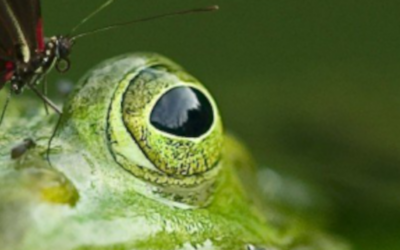 Regeneración de los fotorreceptores: Descubierta una función del calcio