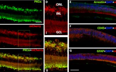 MC01 una nueva proteína sensible a la luz devuelve la visión a ratones ciegos