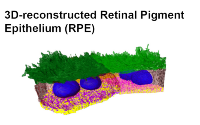 Una nueva tecnología podría contribuir a comprender las causas de las enfermedades de la mácula
