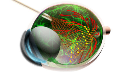 Herramienta para comprender cómo funcionan las células retinianas