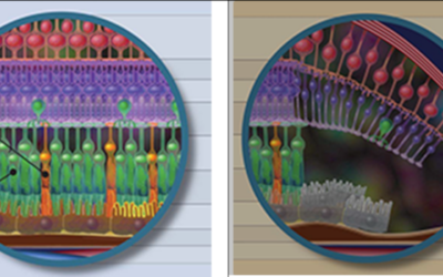 Posibilidad de participación en ensayo clínico ZIMURA para DMAE – Atrofia Geográfica