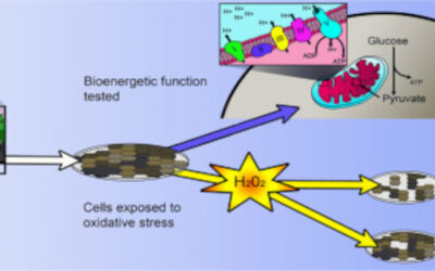 El NEI lanza un portal de datos para la investigación de la DMAE