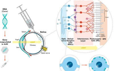 ¿Puede curar la ceguera la terapia génica?