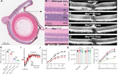 ¿Cómo se mantiene la visión nocturna durante las enfermedades de la retina?