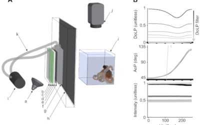 La investigación sobre la visión del pulpo hace posible una prueba rápida y sencilla para detectar la DMAE